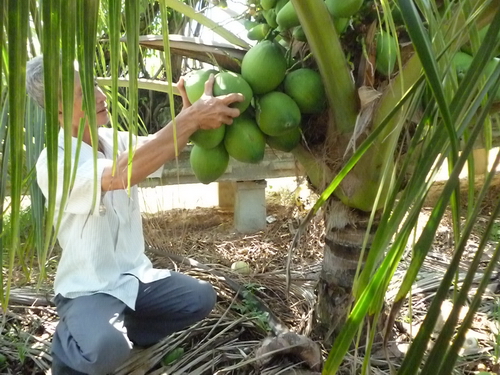 Nguyễn Văn Dậu bên những cây dừa xiêm lùn da xanh trĩu quả của mình. 